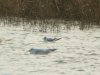 Little Gull at Wat Tyler Country Park (Steve Arlow) (65296 bytes)